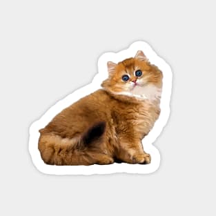 British Longhair Cat Kitten Sticker